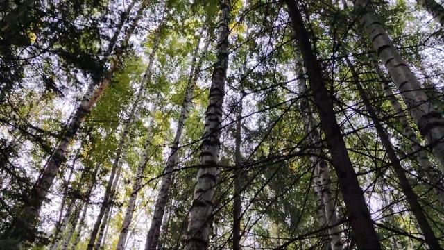 По грибы с дедом.Андриановичи 2022. смотреть онлайн