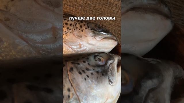 Уха из семги смотреть онлайн