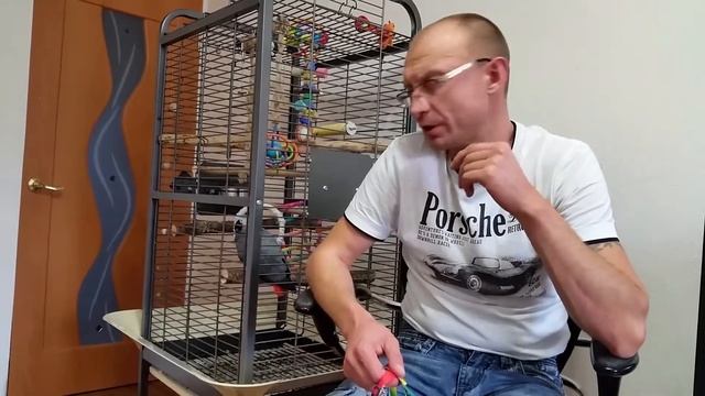 Попугай жако Сёма. Шлейка и поводок для жако.