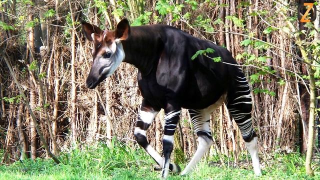 Лесной жираф Окапи - интересные факты смотреть онлайн