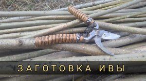 Как заготавливать лозу  для изготовления плетеной мебели.
