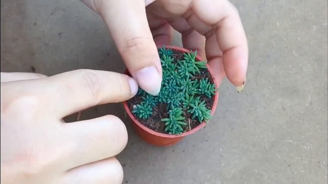 THIS IS HOW I PLANT MY SEDUM HISPANICUM (BLUE CARPET) ? смотреть онлайн