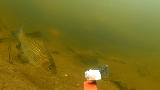 WD-40 на рыбалке! 100% РАЗВОД!!! Подводное видео смотреть онлайн