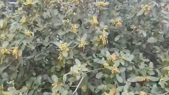 Кое что на канале мандрагоры.mandrake nest.#сад#мандрагора#море#горы#прогулка#revie смотреть онлайн