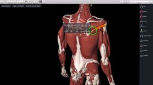 Вращательная манжета плеча. Анатомия. Упражнения для разминки.