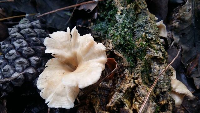 Polyporus melanopus смотреть онлайн