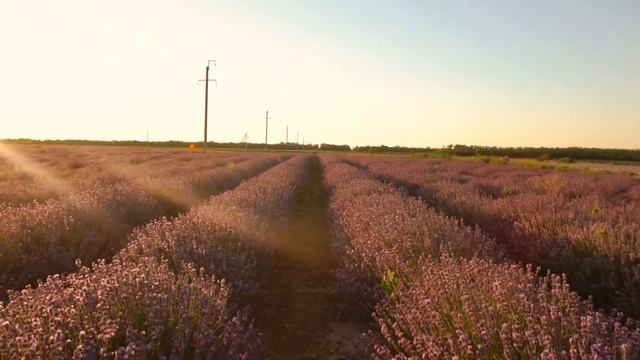 Лаванда в Старозолотовском смотреть онлайн