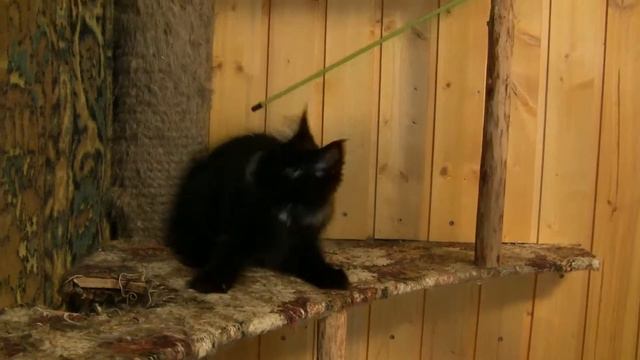 Gabriella Oka Coon. 3 месяца смотреть онлайн