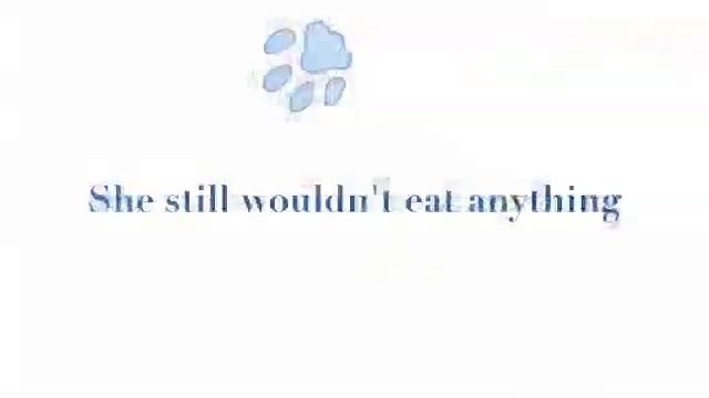 Project #12 - Book Trailer: The Pizza Cat смотреть онлайн