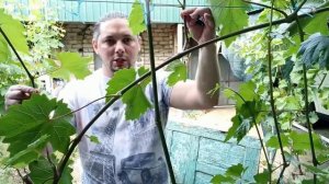 ВИНОГРАД КАК ЗА ГОД СФОРМИРОВАТЬ КОРДОН ИДЕАЛЬНАЯ ФОРМИРОВКА ДЛЯ ПРЕОБРОЖЕНИЯ