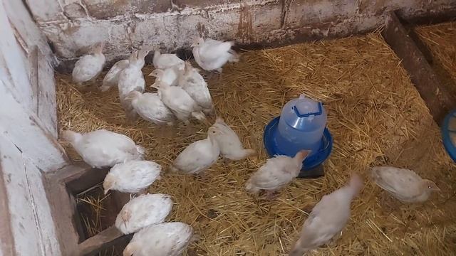 почему лысые бройлеры? поросята смотреть онлайн