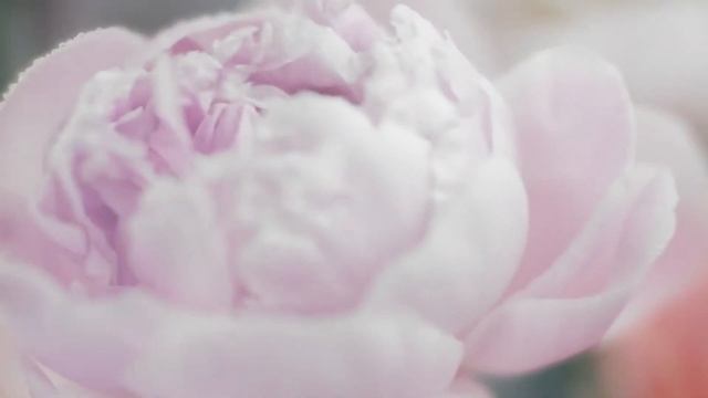 Soothing hair care with Klorane Peony смотреть онлайн