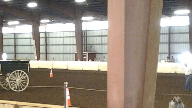 Draft Horse Agility Cart & Log Pulling (Clydesdale,Belgian, Percheron) смотреть онлайн