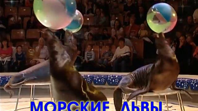 Цирк Морские Львы www.TagilCity.ru смотреть онлайн