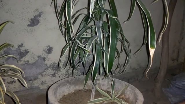 How to grow indoor plant || How to Grow Dracaena Reflexa Plant | Song of India plant tips & Care смотреть онлайн