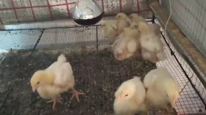 Выращивание Бройлеров/ Бройлерам 16 дней/ Добавляю Кальций