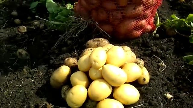 Сорт картофеля Гала на мойку. +7(912)22-013-26 смотреть онлайн