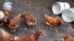 Бизнес на курах несушках