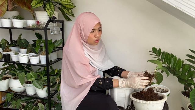 tanaman hias amydrium medium смотреть онлайн