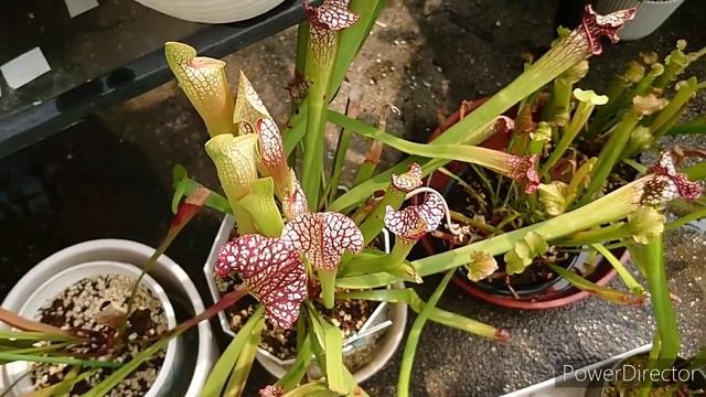 Drosera Capensis. Насекомоядные растения.食虫植物.Carnivorous Plant