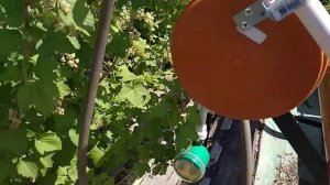 Вода по расписанию! Капельный полив клубники в трубах.