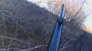 "домашняя охота" на дрозда с пневматикой