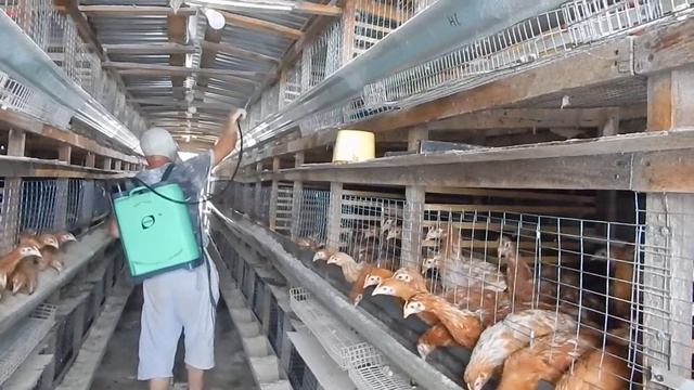 Обрабатываем птичник от красного куриного клеща смотреть онлайн