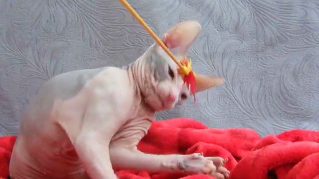 Радмила Баловень Судьбы, 5 мес смотреть онлайн