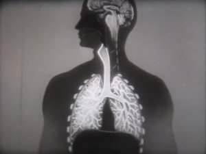 Физиология человека. Регуляция дыхания