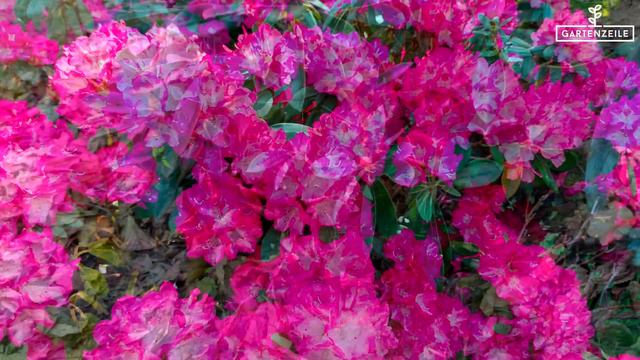 Rhododendron im Kübel halten [Erde, Standort, Dünger, Rückschnitt etc.] So gelingt es! смотреть онлайн