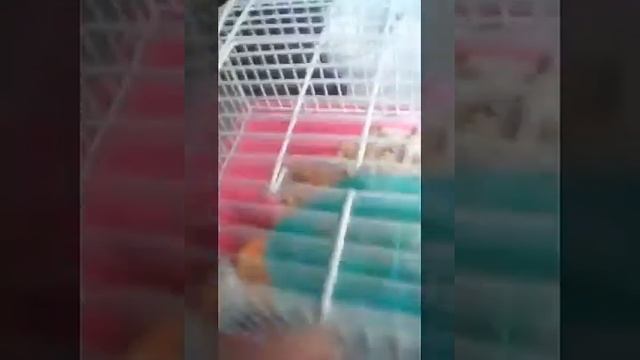 Уход за сирийским хомяком смотреть онлайн