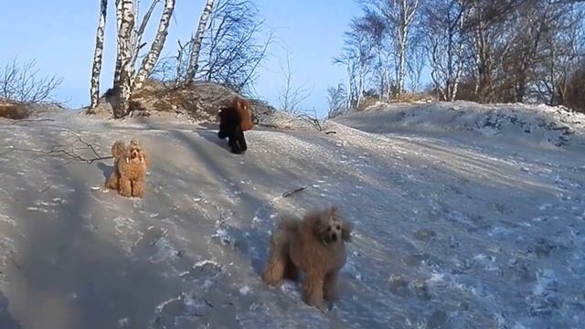 Мороз, солнце, дюны и пудели....