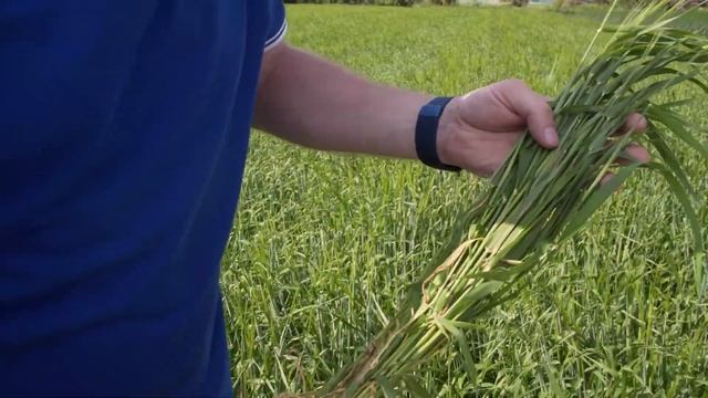 Защита посевов яровых зерновых, полевой город Пенза смотреть онлайн