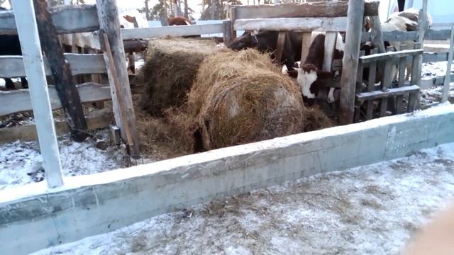 Чем измельчить сенаж? может соломоизмельчитель ZAGO поможет? смотреть онлайн