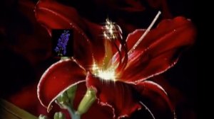 ЦВЕТЫ на черном фоне