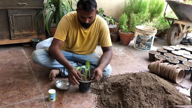 Propagation of sanchiza and hibiscus pink double.Urdu/Hini смотреть онлайн