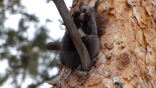 Белка шелушит сосновую шишку. смотреть онлайн