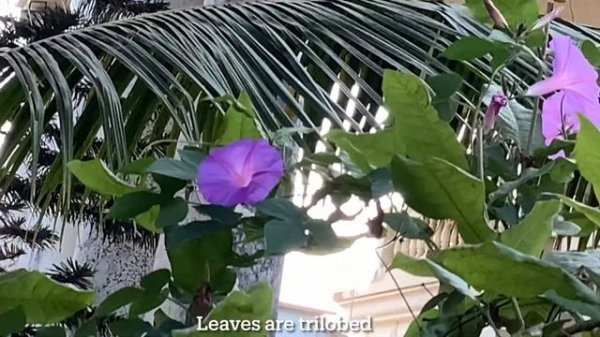 Morning Glory Vine Ipomoea purpurea Beautiful purple blue flowers attract butterflies hummingbirds