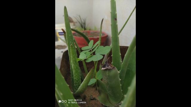 Xiaomi Mi A3 After 15 Days Detail Review !! Suggestion Don't Buy Detail In HINDI смотреть онлайн