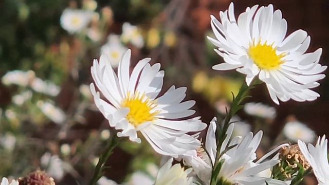 Соседи ну зачем Вы это делаете каждую осень, подумайте о пчелах и шмелях смотреть онлайн