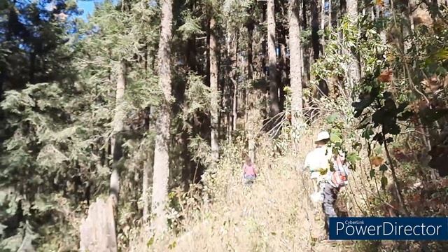Бабочки Монарх в мексиканском лесу, штат Мичоакан смотреть онлайн