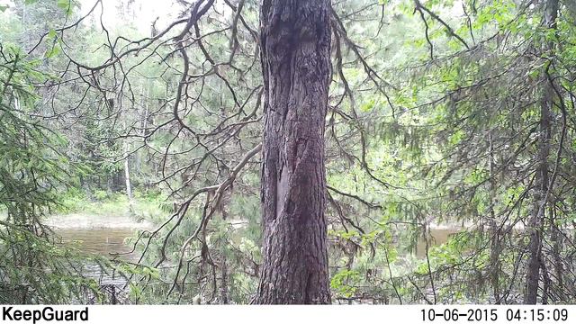 Метки медведя (фотоловушка Печоро-Илычского заповедника, 10.06.2016) смотреть онлайн