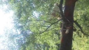 Маски на пикнике