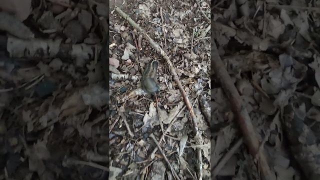 в Германии 12 августа 2023 Грибов нет ?? Но очень много ? смотреть онлайн