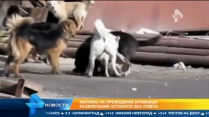 АЛАБАИ!!СОБАЧЬИ БОИ В КРАСНОЯРСКЕ!