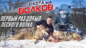 охота на волков!волки "резали" косуль,добыли ЛЕСНЫХ волков!