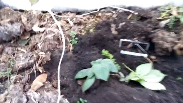 Суперкротоловки, как истребить кротов. смотреть онлайн