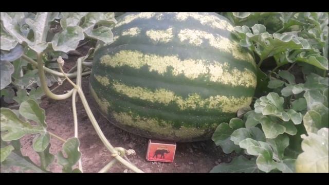 Арбузы и дыни в Беларуси. Результат 2021 года. смотреть онлайн