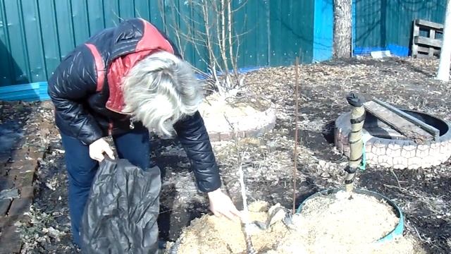 Колоновидная яблоня после зимы... смотреть онлайн