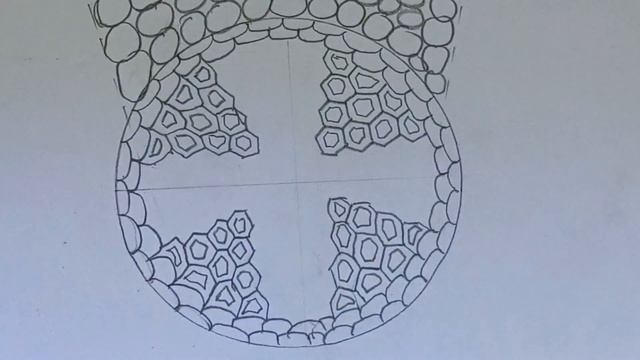 How to draw transverse section of Dicot root || Labelled diagram of Dicot root || смотреть онлайн